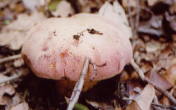 fungi 1.jpg